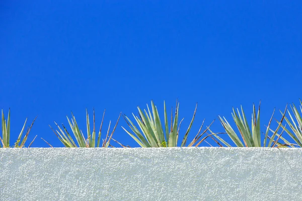 Pianta di agave e cielo blu — Foto Stock