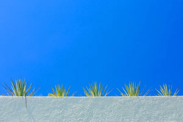 Agave plante et ciel bleu — Photo