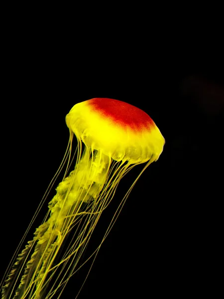 Beautiful jellyfish — Stock Photo, Image