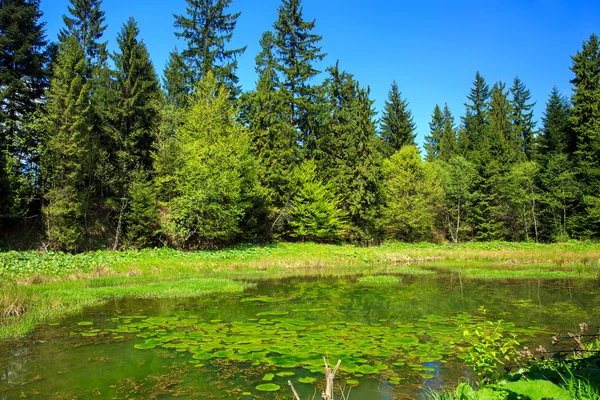 Forest pond — Stock Photo, Image