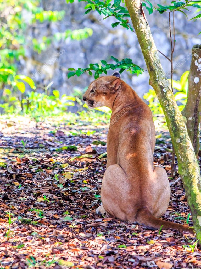Puma portrait — Stock Photo © AndyCandy #52834807