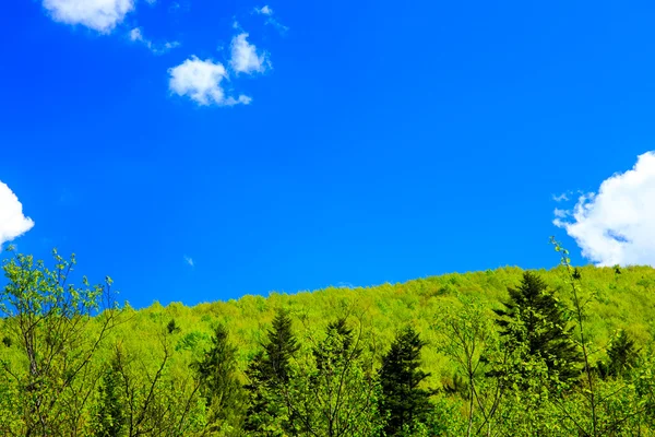 Yeşil orman ve mavi gökyüzü — Stok fotoğraf