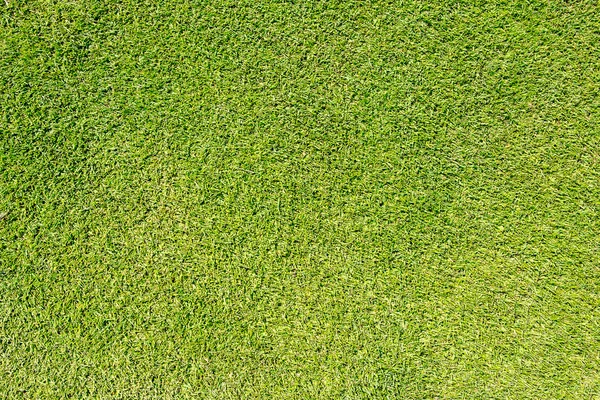 Field of grass — Stock Photo, Image