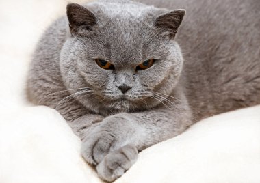 portre sevimli İngiliz kedi