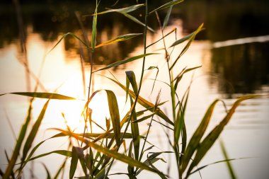 Gün batımından bir gölet üzerinde