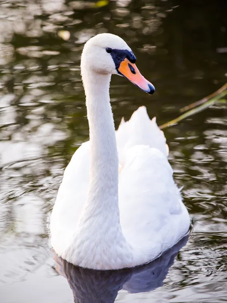 Floating swan — Stock Photo, Image