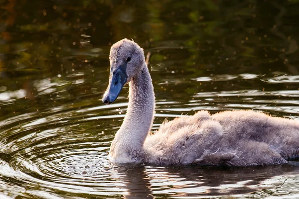 Baby swan — Stock Photo, Image