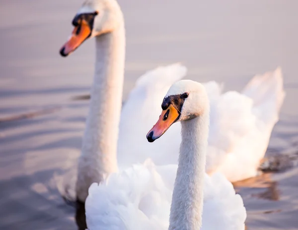Floating swans — Stock Photo, Image