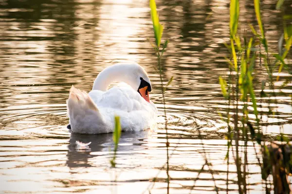 Floating swan — Stock Photo, Image