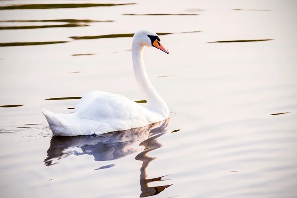 Floating swan — Stock Photo, Image