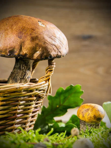 Świeże, leśne grzyby — Zdjęcie stockowe