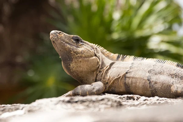 Iguana mexicana —  Fotos de Stock