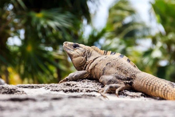 Iguana mexicana —  Fotos de Stock