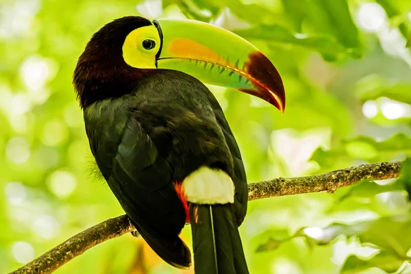 Retrato de pássaro tucano de bico quilha — Fotografia de Stock