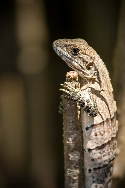 Lagarto pequeño —  Fotos de Stock