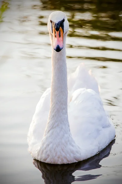 Floating swan — Stock Photo, Image