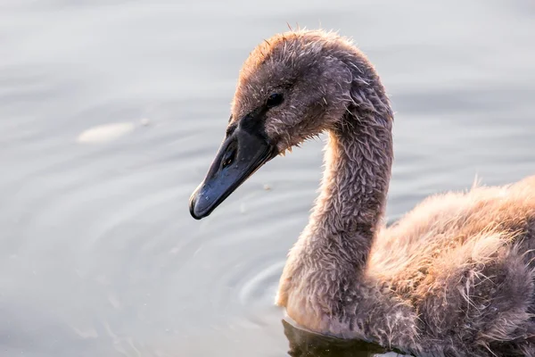 Baby swan — Stock Photo, Image