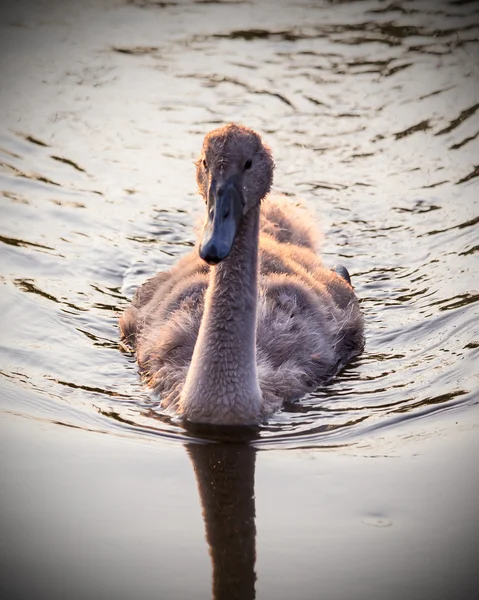 Baby swan — Stock Photo, Image