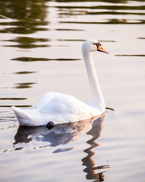 Floating swan — Stock Photo, Image