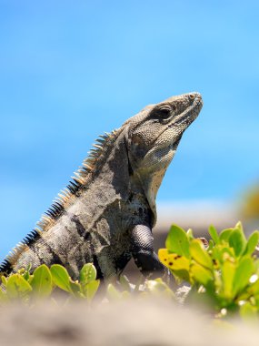 Mexican Iguana clipart