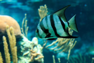 Fransız angelfish portre