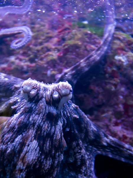 Oktopus Nahaufnahme — Stockfoto