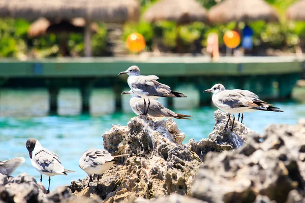 Seagulls portrait — Stock Photo, Image