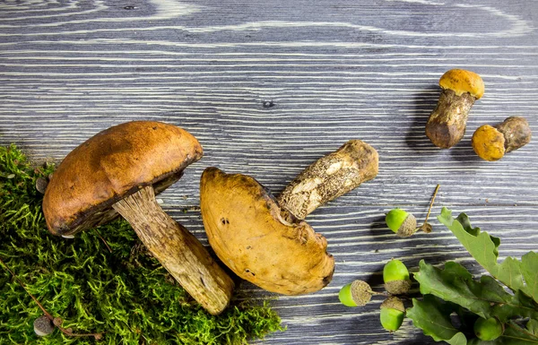 신선한 숲 버섯 — 스톡 사진