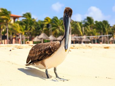Brown pelican on mexican beach clipart