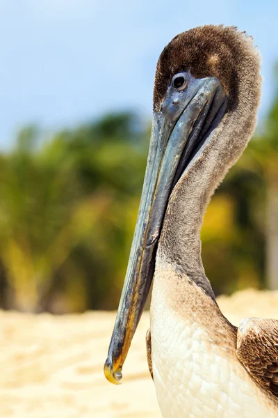 Pelikán hnědý na mexické pláži — Stock fotografie