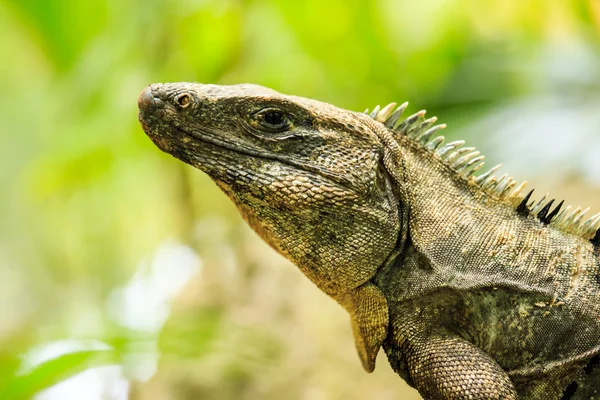 Iguana mexicana —  Fotos de Stock