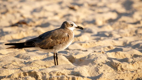 Samotna mewa na plaży — Zdjęcie stockowe