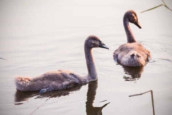 Baby swans — Stock Photo, Image