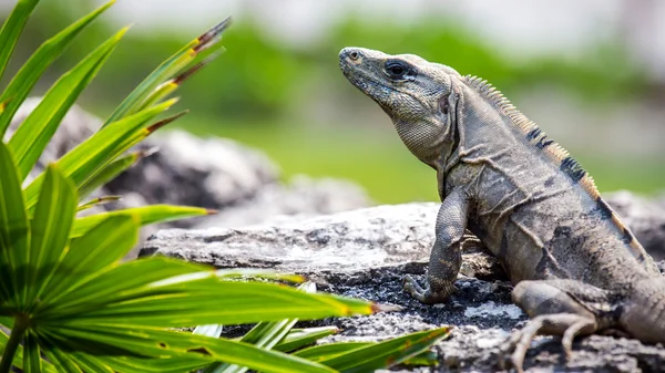 Iguana mexicana —  Fotos de Stock