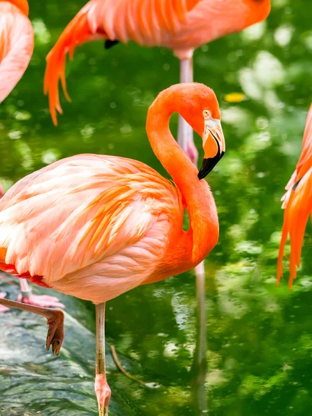 Amerikan flamingolar portresi