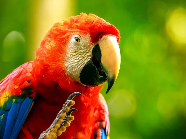 Retrato de papagaio de arara escarlate colorido — Fotografia de Stock