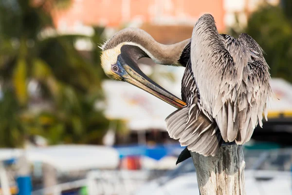 Meksikalı mujeres Adası kahverengi Pelikan — Stok fotoğraf