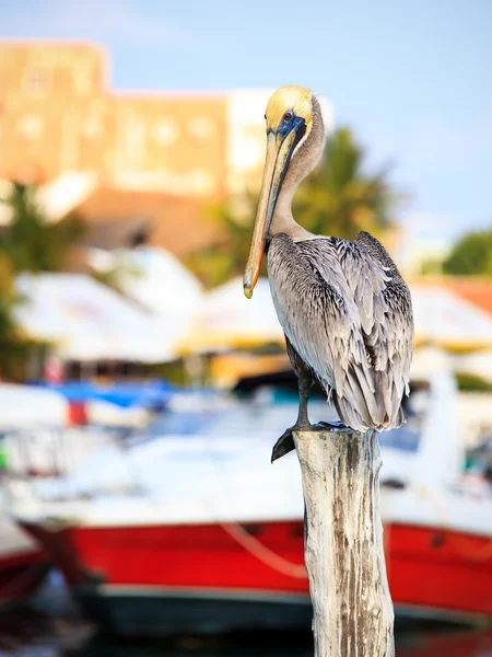 Браун Пеликан на мексиканском острове Мухерес — стоковое фото