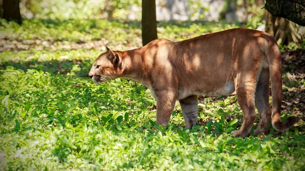 Puma selvagem — Fotografia de Stock