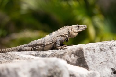 Meksikalı iguana
