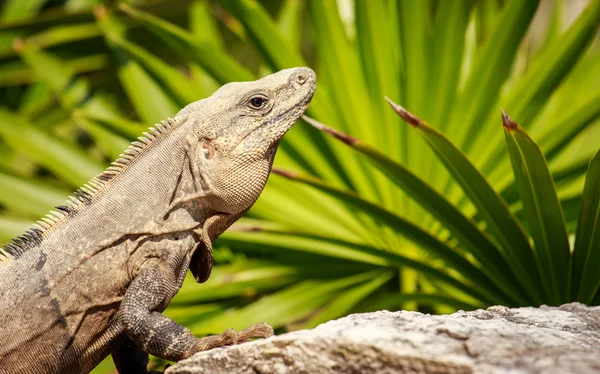 Iguana mexicana —  Fotos de Stock