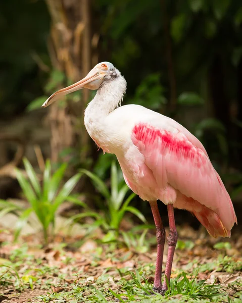 Roze lepelaar vogel — Stockfoto