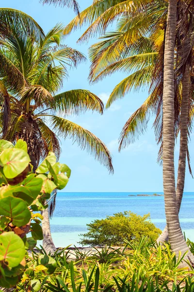 Paraíso tropical — Fotografia de Stock