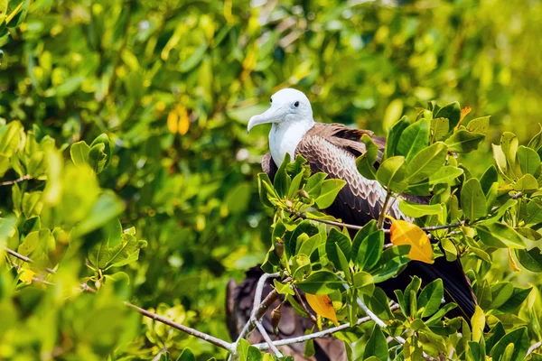 Juvenil frigate bird — Stockfoto