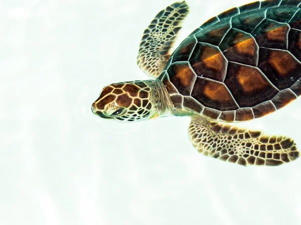 Cute endangered baby turtle — Stock Photo, Image