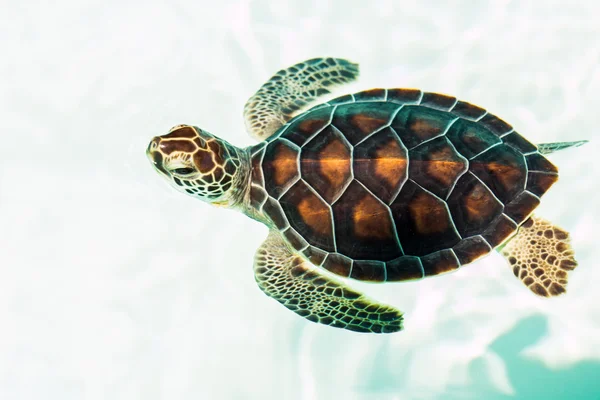 Cute endangered baby turtle — Stock Photo, Image