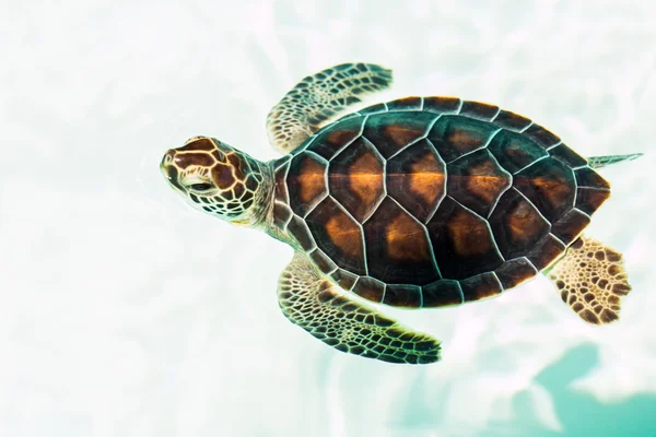 Tartaruga bebé em perigo bonito — Fotografia de Stock