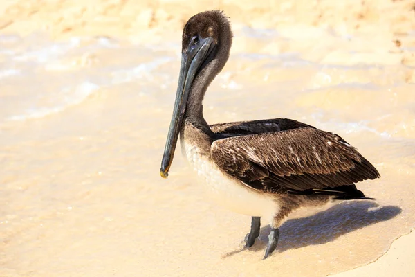 Pelicano marrom na praia mexicana — Fotografia de Stock