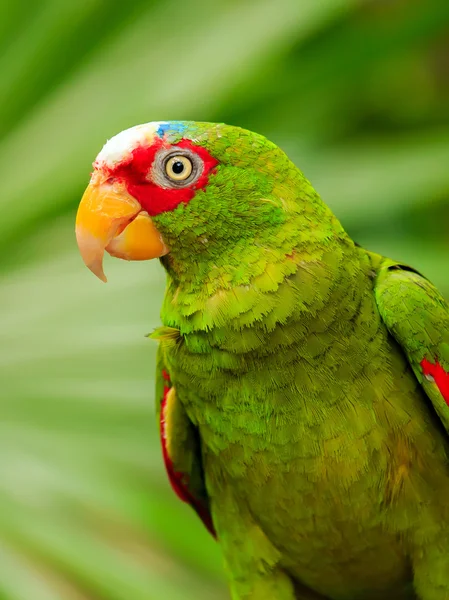 Portrait of White-fronted Parrot — Stock Photo, Image