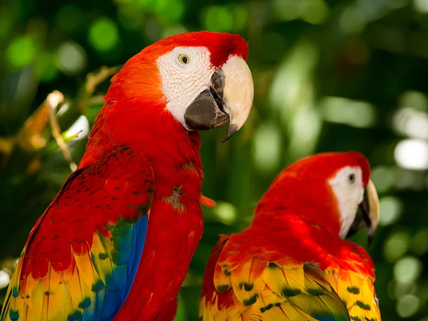 Portrait of colorful Scarlet Macaw parrots — Stock Photo, Image